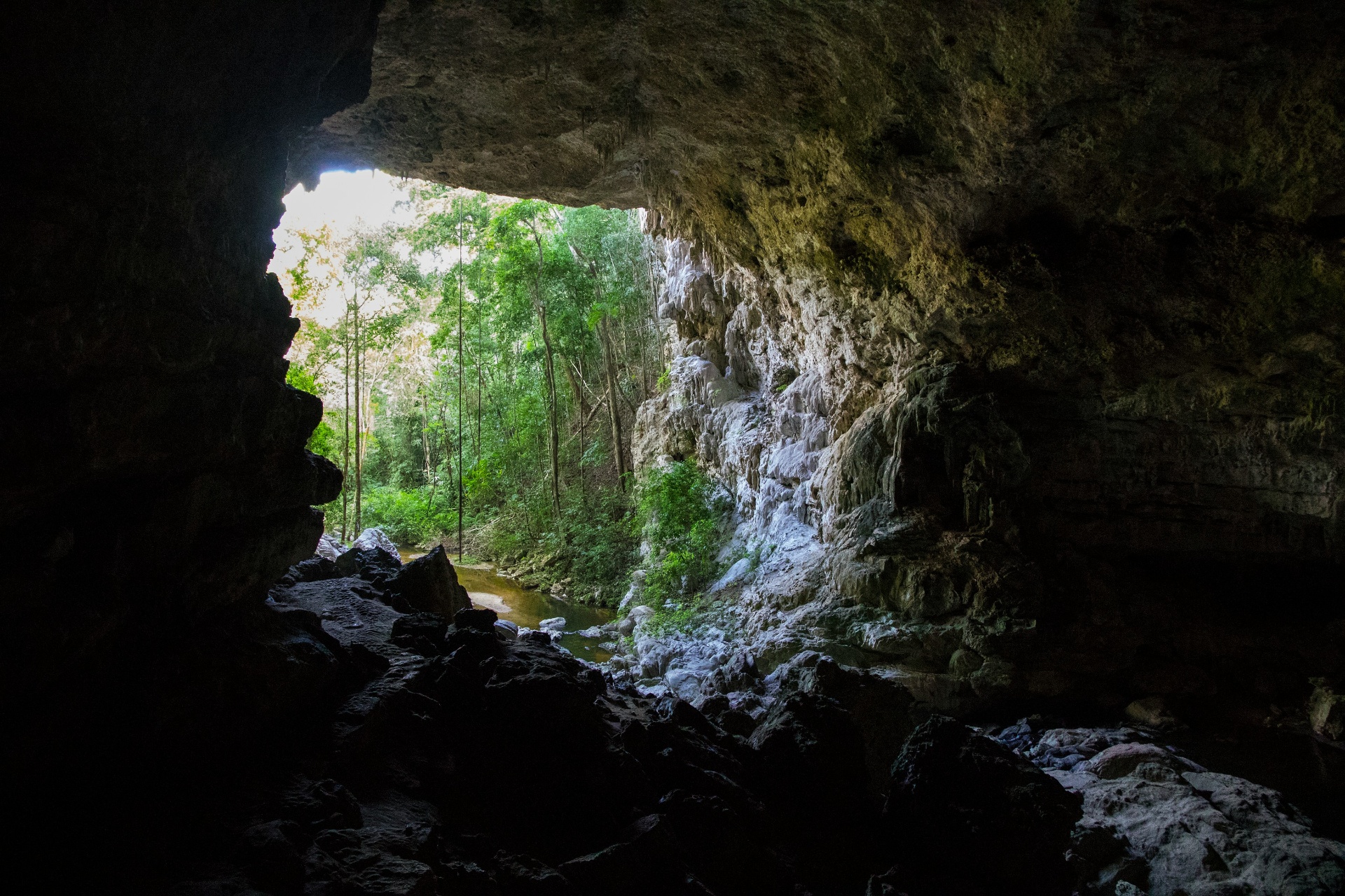Cave & Jungle + Reef