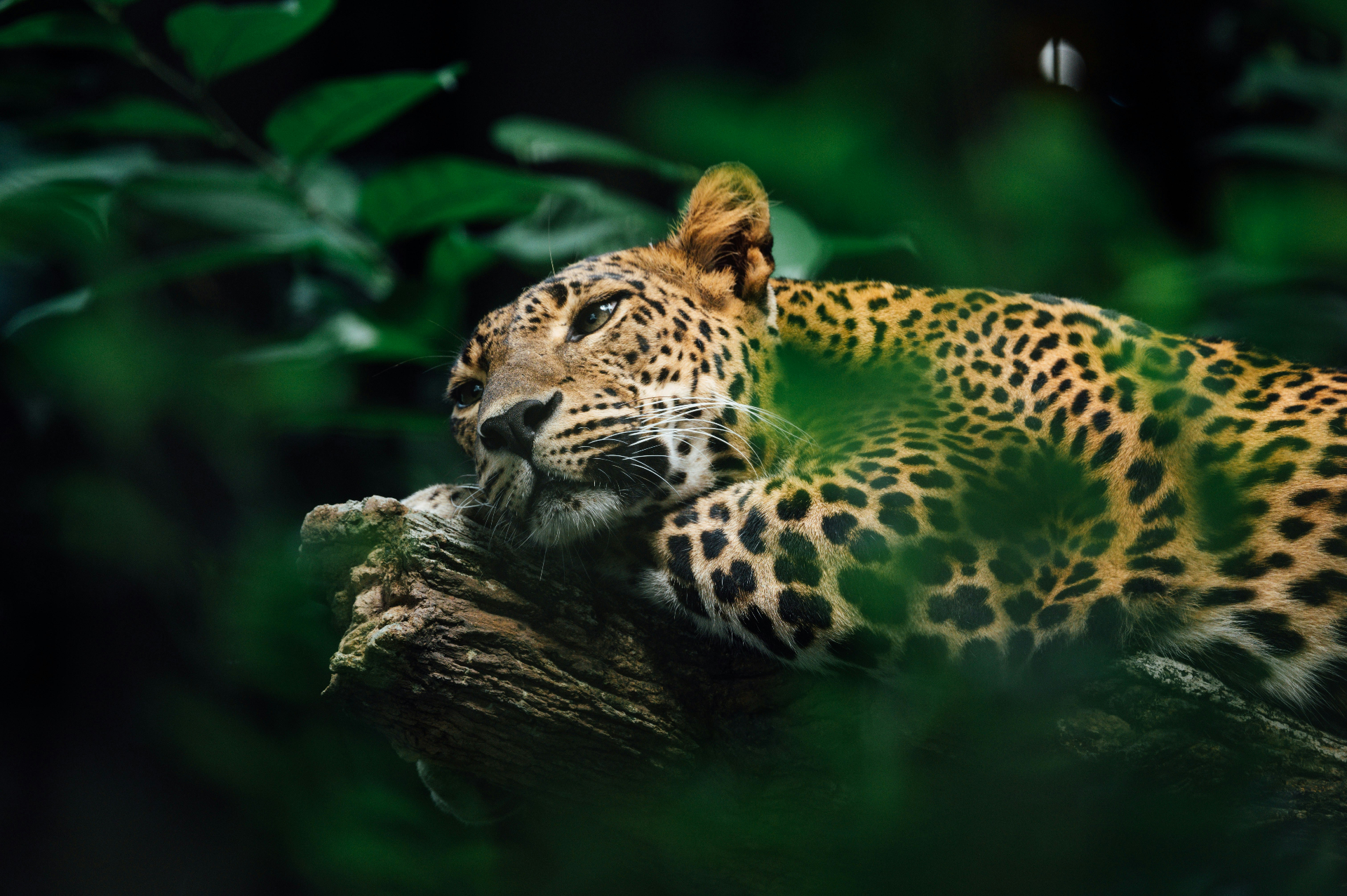 Jaguar resting on a branch in the jungle canopy