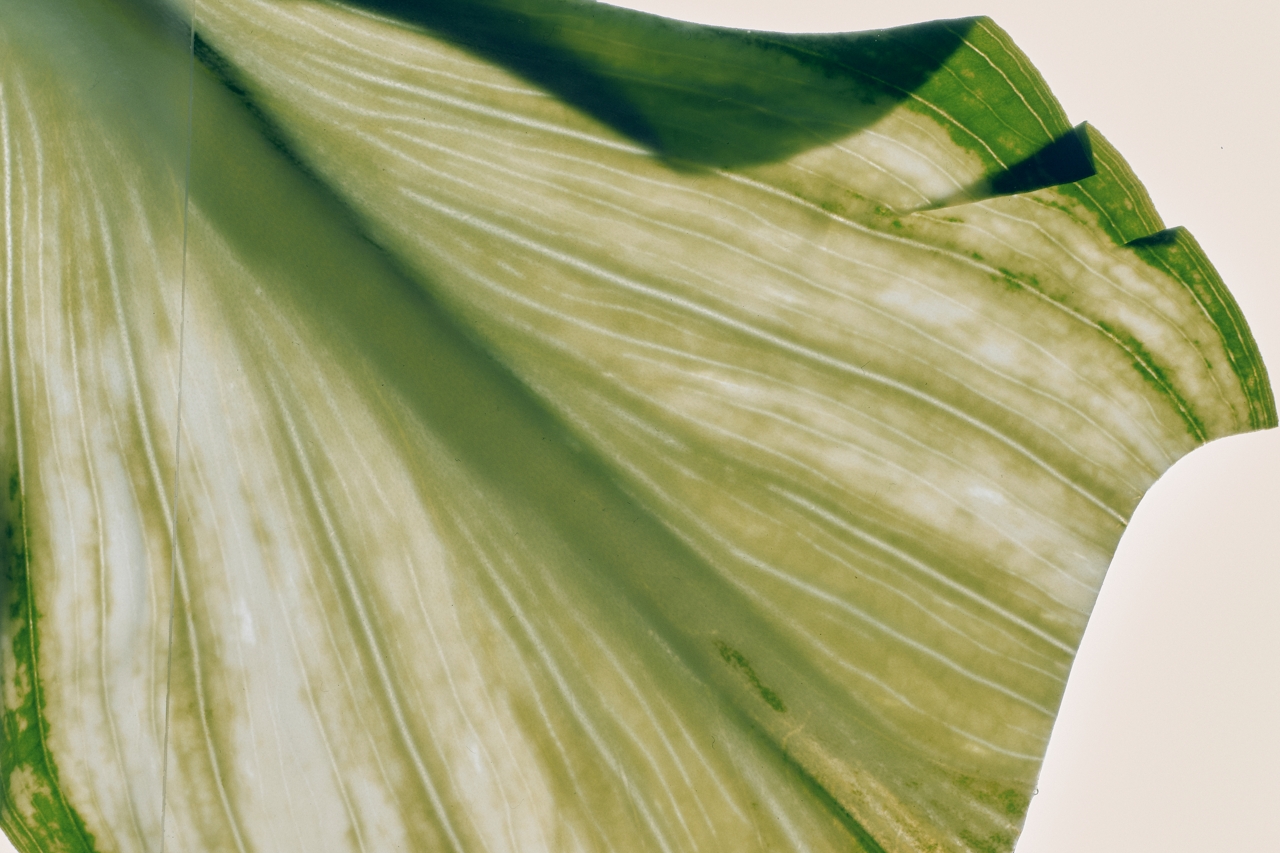Translucent leaf veined with light — the architecture of a living system