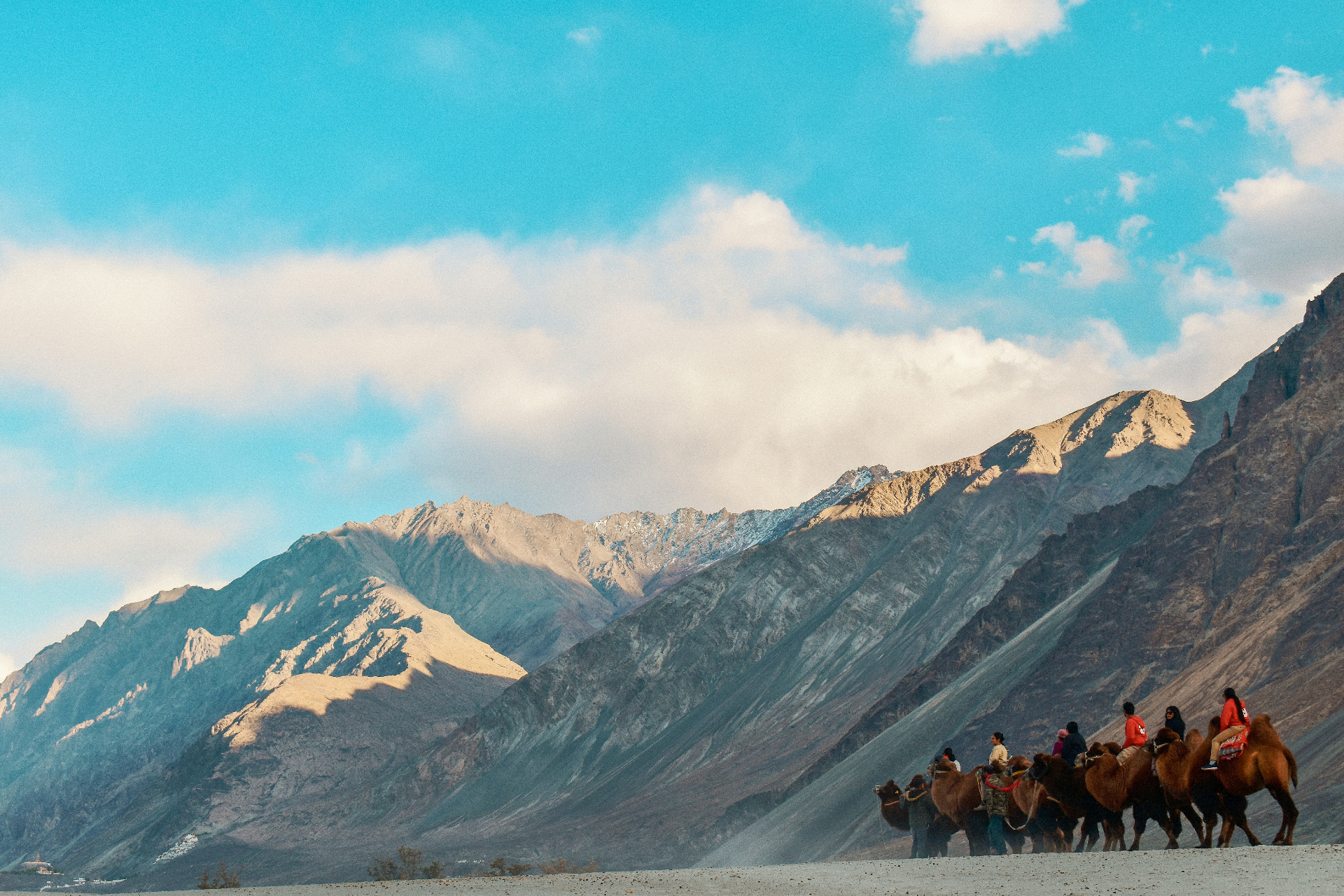 Bactrian camels crossing the Nubra Valley with Himalayan mountains