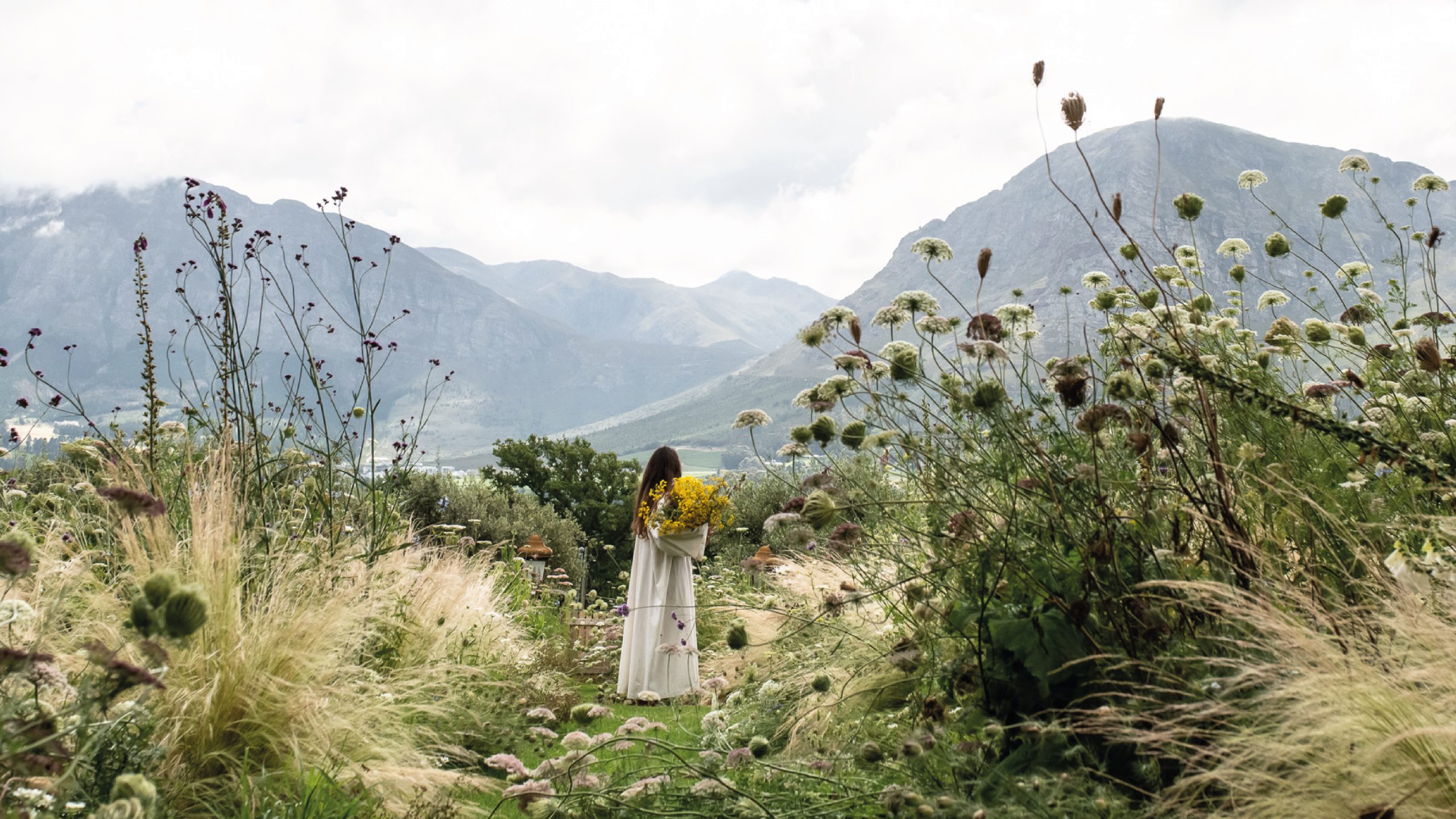 Perennial garden with Franschhoek mountains