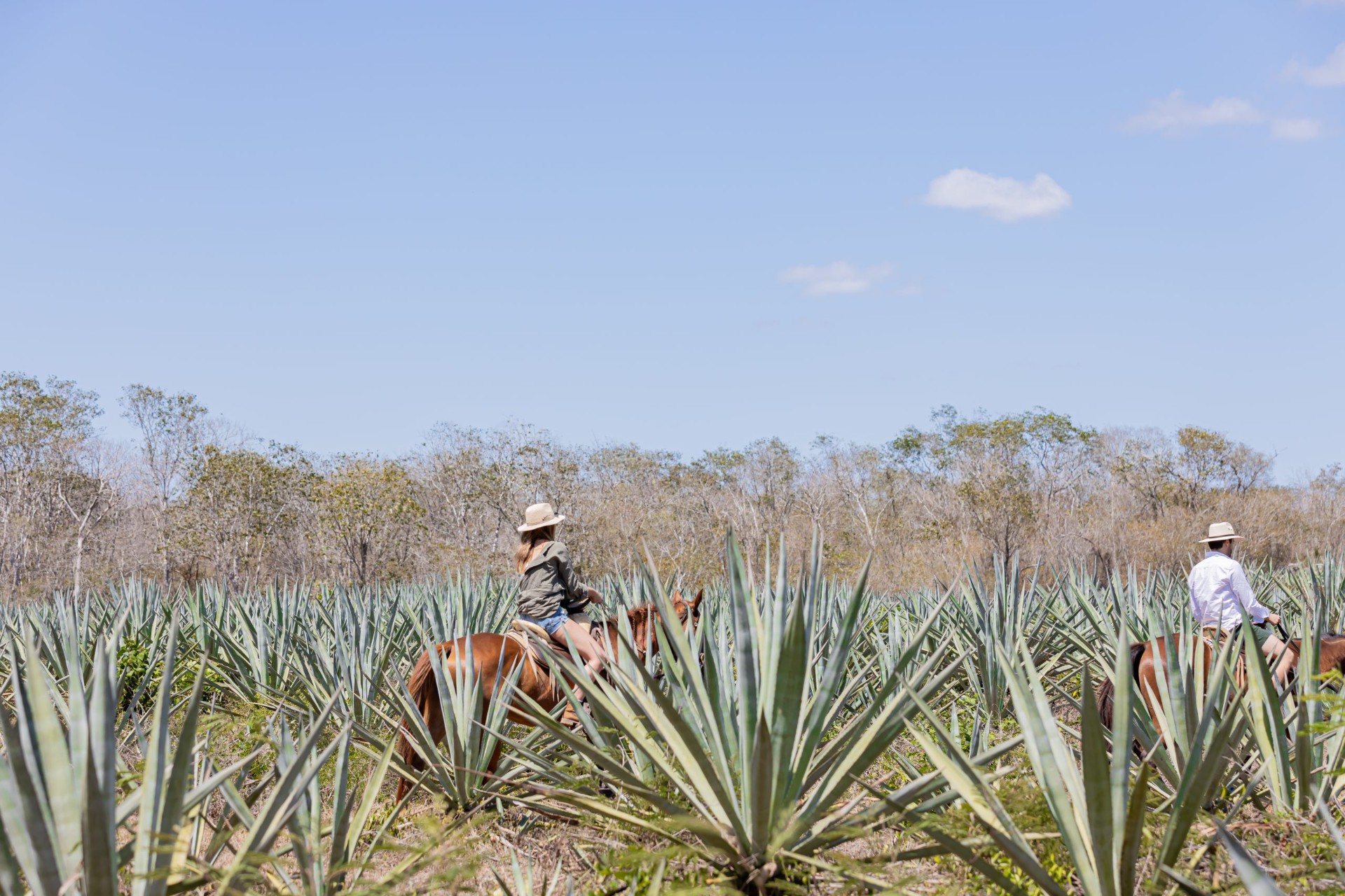 Riding through the surrounding henequén fields — the green gold that once defined the region's economy.